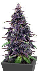 Keepers OG Autoflower fem (Seedkeepers) семена конопли