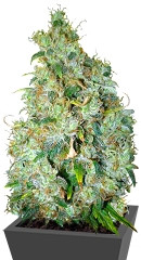 Northen Light X Skunk fem (World of Seeds) семена конопли