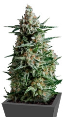 Anesthesia fem (Pyramid Seeds) семена конопли