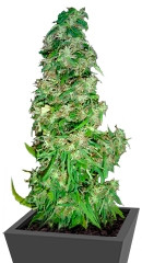 Mango Haze fem семена конопли