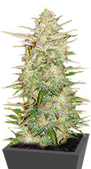 Original Auto Chemdawg fem (FastBuds) семена конопли