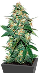Skunk 47 fem (World of Seeds) семена конопли