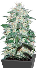 Pakistan Valley fem (World of Seeds) семена конопли