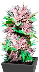 Auto Dark Purple fem (Delicious Seeds) семена конопли