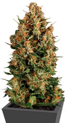 Wembley fem (Pyramid Seeds) семена конопли