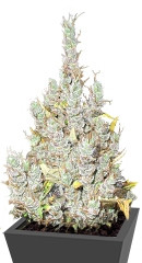2046 fem (Medical Seeds)