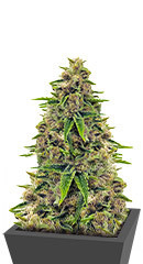 Totally Alpha OG fem (AlphaFem Seeds) семена конопли