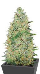Gelato fem (Nirvana Seeds) семена конопли