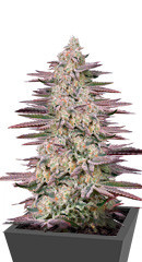 Семена сорта Chemical Bride fem (Green House Seeds)