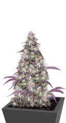 Lemon Pie Auto fem (FastBuds) семена конопли
