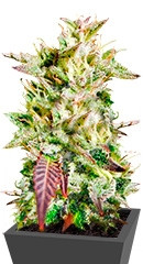 Caramelo reg (Delicious Seeds) семена конопли