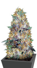 Auto Caramelino fem (Victory Seeds) семена конопли