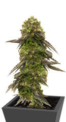 Bruce Banner # fem (AlphaFem Seeds) семена конопли