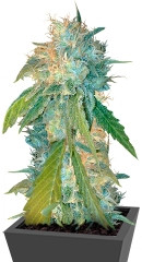 Yumbolt 47 fem (World of Seeds) семена конопли