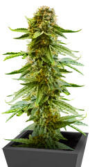 Also Know 47 Autoflower fem (Seedkeepers) семена конопли