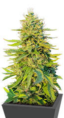 Gorilla Glue #4 Fast Version fem (Easy Grow Seeds) семена конопли