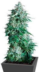 Auto Anubis fem (Pyramid Seeds) семена конопли