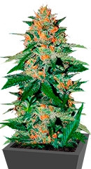 Delicious Candy reg (Delicious Seeds) семена конопли