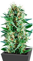 Royal Cookies fem (RQS)