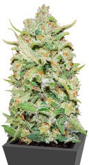 Peyote Critical fem (Barney's Farm) семена конопли