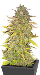 Acid Rain Autoflower (LSD) fem (Easy Grow Seeds) семена конопли