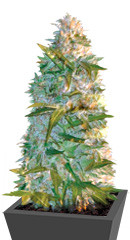 Auto Heaven fem (Victory Seeds) семена конопли