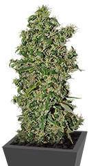Big Tooth fem (Strain Hunters)