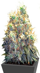 Bubblelicious fem (Nirvana Seeds) семена конопли