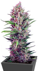 Cream Mandarine F1 Fast Version fem (Sweet Seeds) семена конопли