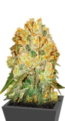 Marmalate reg (Delicious Seeds) семена конопли