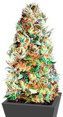 Delhi Friend fem (Dr. Krippling Seeds) семена конопли