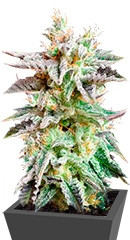 Sugar Black Rose fem (Delicious Seeds) семена конопли