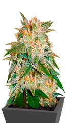 La Bella Afrodita fem (Delicious Seeds) семена конопли