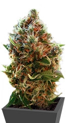 Lucid Bolt fem (Paradise Seeds) семена конопли