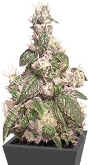 Купить семена каннабиса Acapulco Gold