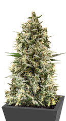Chocobang fem (Delicious Seeds) семена конопли