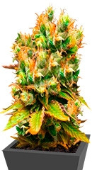 Honeybells CBD fem (Delicious Seeds) семена конопли