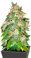 Kaia Kush fem (GHS)