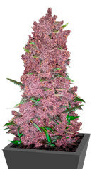 Purple Lemonade Auto fem (FastBuds) семена конопли