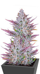 Wedding Glue Auto fem (FastBuds) семена конопли