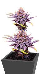 Punch Cookies fem (AlphaFem Seeds) семена конопли