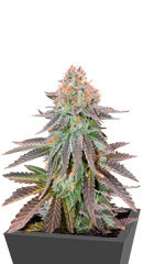 Cookies Purple Punch fem (Medical Seeds) семена конопли