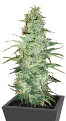 Super Skunk reg (Nirvana Seeds) семена конопли