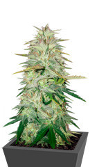 Wedding Cake fem (Cali Buds Seeds) семена конопли