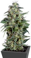Kryptonite fem (Pyramid Seeds) семена конопли