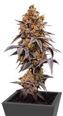 Lemon Cherry Runtz fem (FastBuds) семена конопли