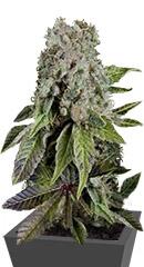 Blueberry fem (Trikoma Seeds)