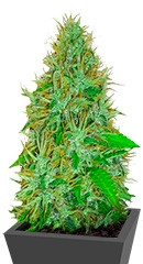 2 Fast 2 Vast Auto fem (Heavyweight Seeds) семена конопли