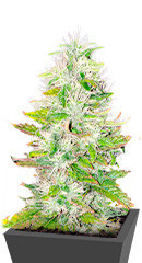 Ice Cream Cake fem (Barney's Farm) семена конопли