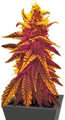 Mango Skunk reg (Nirvana Seeds) семена конопли